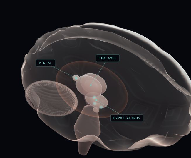 Brain model from the Migraine Companion
